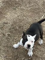 Patches, a female American Bully for sale in Lubbock, TX – Photo 2 of 3