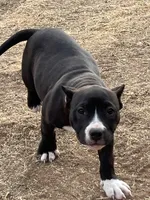 Fortune, a female American Bully for sale in Lubbock, TX – Photo 2 of 3