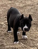 Fortune, a female American Bully for sale in Lubbock, TX – Photo 1 of 3