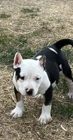 Aura , a female American Bully for sale in Lubbock, TX – Photo 1 of 3