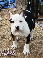 Aura , a female American Bully for sale in Lubbock, TX – Photo 2 of 3