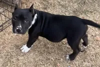 Chunky, a male American Bully for sale in Lubbock, TX – Photo 1 of 3