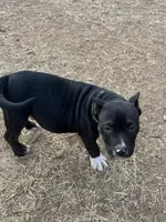 Chunky, a male American Bully for sale in Lubbock, TX – Photo 2 of 3