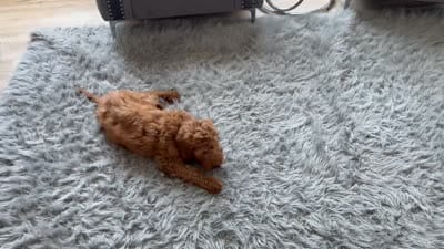 Kyro, a male Goldendoodle for sale in Tacoma, WA – 3 of 3