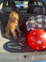 Kyro, a male Goldendoodle for sale in Tacoma, WA – 1 of 3
