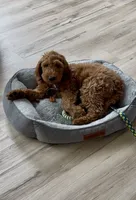 Kyro, a male Goldendoodle for sale in Tacoma, WA – 2 of 3