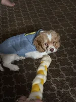 Weston, a male Cocker Spaniel for sale in Ceres, CA – Photo 5 of 5