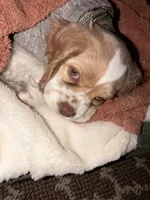 Weston, a male Cocker Spaniel for sale in Ceres, CA – Photo 1 of 5