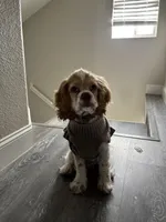 Weston, a male Cocker Spaniel for sale in Ceres, CA – Photo 4 of 5