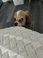 Weston, a male Cocker Spaniel for sale in Ceres, CA – Photo 3 of 5