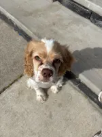 Weston, a male Cocker Spaniel for sale in Ceres, CA – Photo 2 of 5