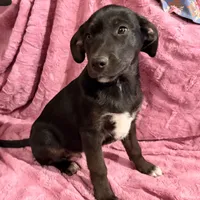 Oso (Bear in Spanish), a male Australian Shepherd and Labrador Retriever for sale in Hillsboro, KS – Photo 5 of 7