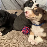 Oso (Bear in Spanish), a male Australian Shepherd and Labrador Retriever for sale in Hillsboro, KS – Photo 3 of 7