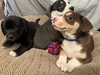 Oso (Bear in Spanish), a male Australian Shepherd and Labrador Retriever for sale in Hillsboro, KS – Photo 3 of 7