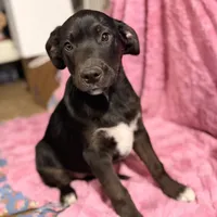 Oso (Bear in Spanish), a male Australian Shepherd and Labrador Retriever for sale in Hillsboro, KS – Photo 7 of 7