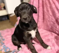 Oso (Bear in Spanish), a male Australian Shepherd and Labrador Retriever for sale in Hillsboro, KS – Photo 7 of 7