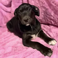 Oso (Bear in Spanish), a male Australian Shepherd and Labrador Retriever for sale in Hillsboro, KS – Photo 4 of 7