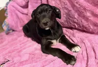 Oso (Bear in Spanish), a male Australian Shepherd and Labrador Retriever for sale in Hillsboro, KS – Photo 4 of 7