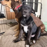 Oso (Bear in Spanish), a male Australian Shepherd and Labrador Retriever for sale in Hillsboro, KS – Photo 6 of 7