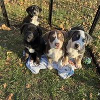 Oso (Bear in Spanish), a male Australian Shepherd and Labrador Retriever for sale in Hillsboro, KS – Photo 2 of 7