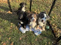 Oso (Bear in Spanish), a male Australian Shepherd and Labrador Retriever for sale in Hillsboro, KS – Photo 2 of 7