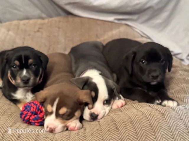 Oso (Bear in Spanish)