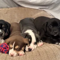 Oso (Bear in Spanish), a male Australian Shepherd and Labrador Retriever for sale in Hillsboro, KS – Photo 1 of 7