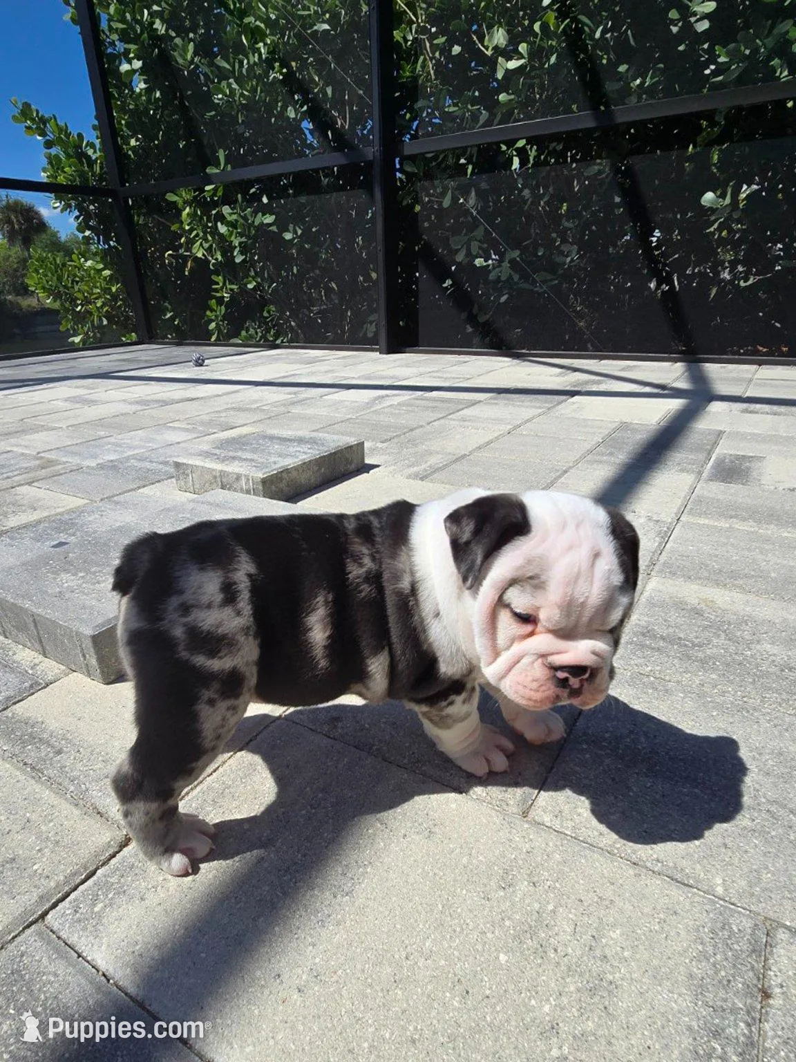 Female Blue Merle (Blue & Green Eyes) 🤍, a female English Bulldog and French Bulldog for sale in Cape Coral, FL – Photo 4 of 10