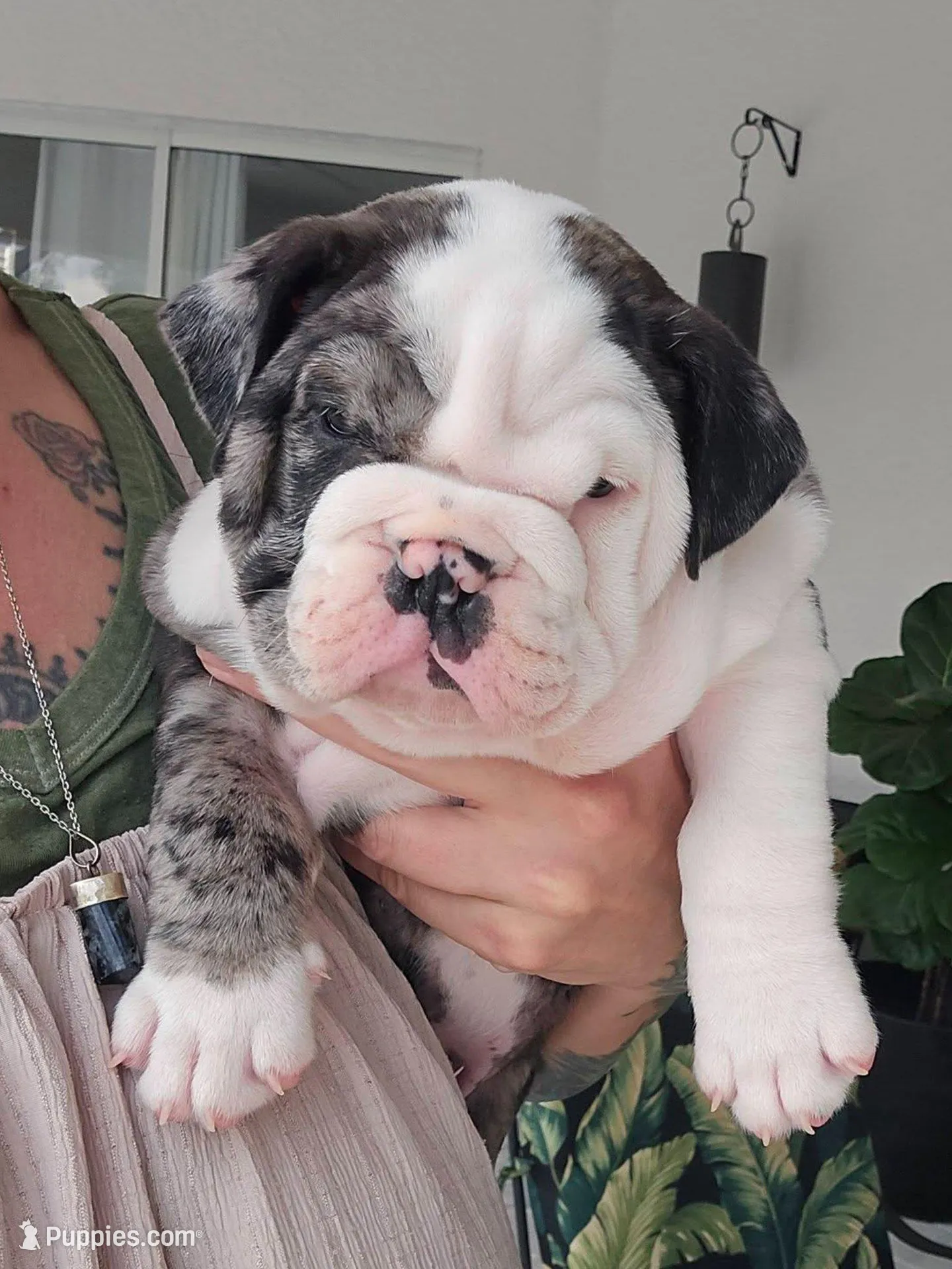 Female Blue Merle (Green Eyes, Compact & Thick Build) — Reserved🤍 – English Bulldog, French Bulldog puppy on hold in Cape Coral, FL