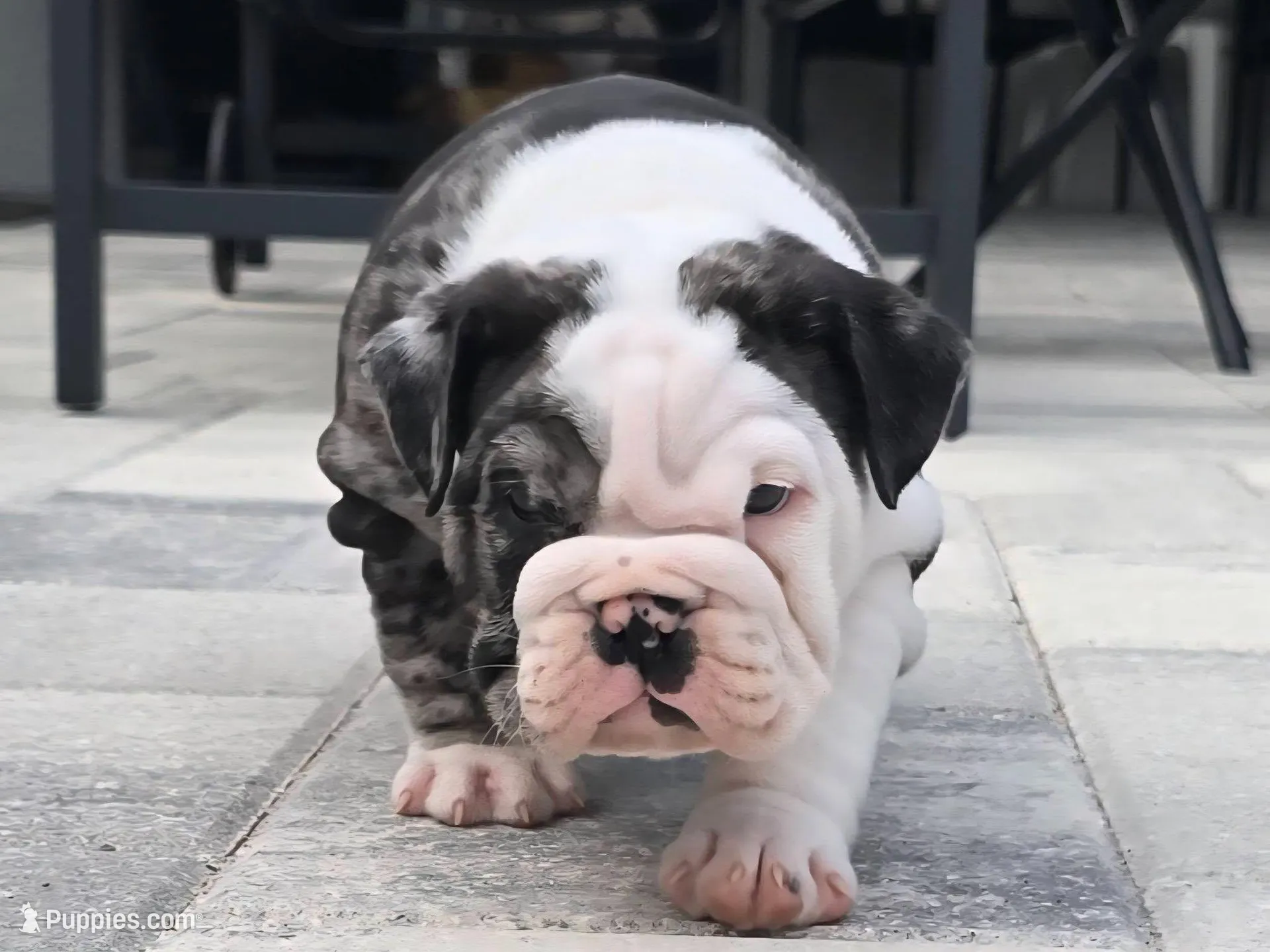 Female Blue Merle (Green Eyes, Compact & Thick Build) — Reserved🤍, a female English Bulldog and French Bulldog for sale in Cape Coral, FL – Photo 2 of 9