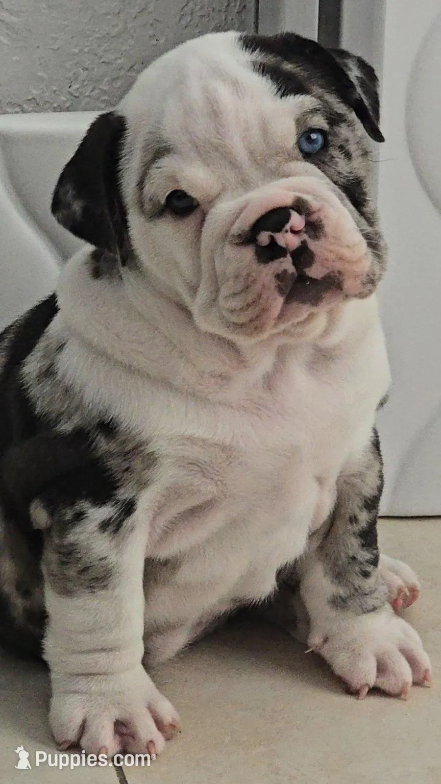 Female Blue Merle (Blue & Green Eyes) 🤍 – English Bulldog, French Bulldog puppy for sale in Cape Coral, FL