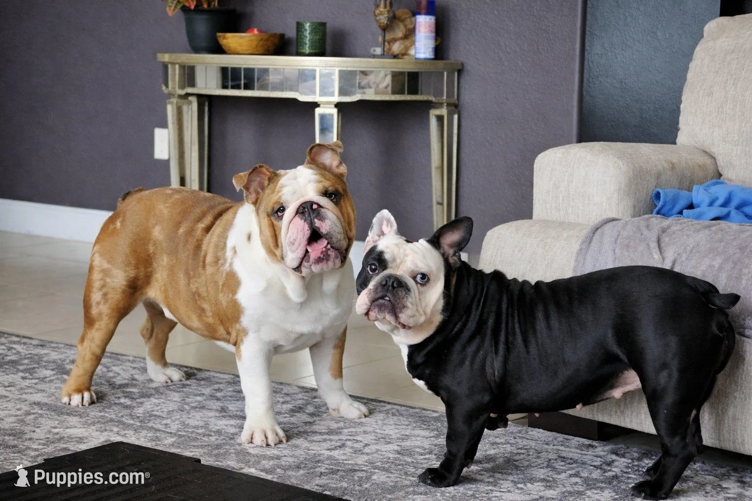 Female Blue Merle (Green Eyes, Compact & Thick Build) — Reserved🤍, a female English Bulldog and French Bulldog for sale in Cape Coral, FL – Photo 8 of 9