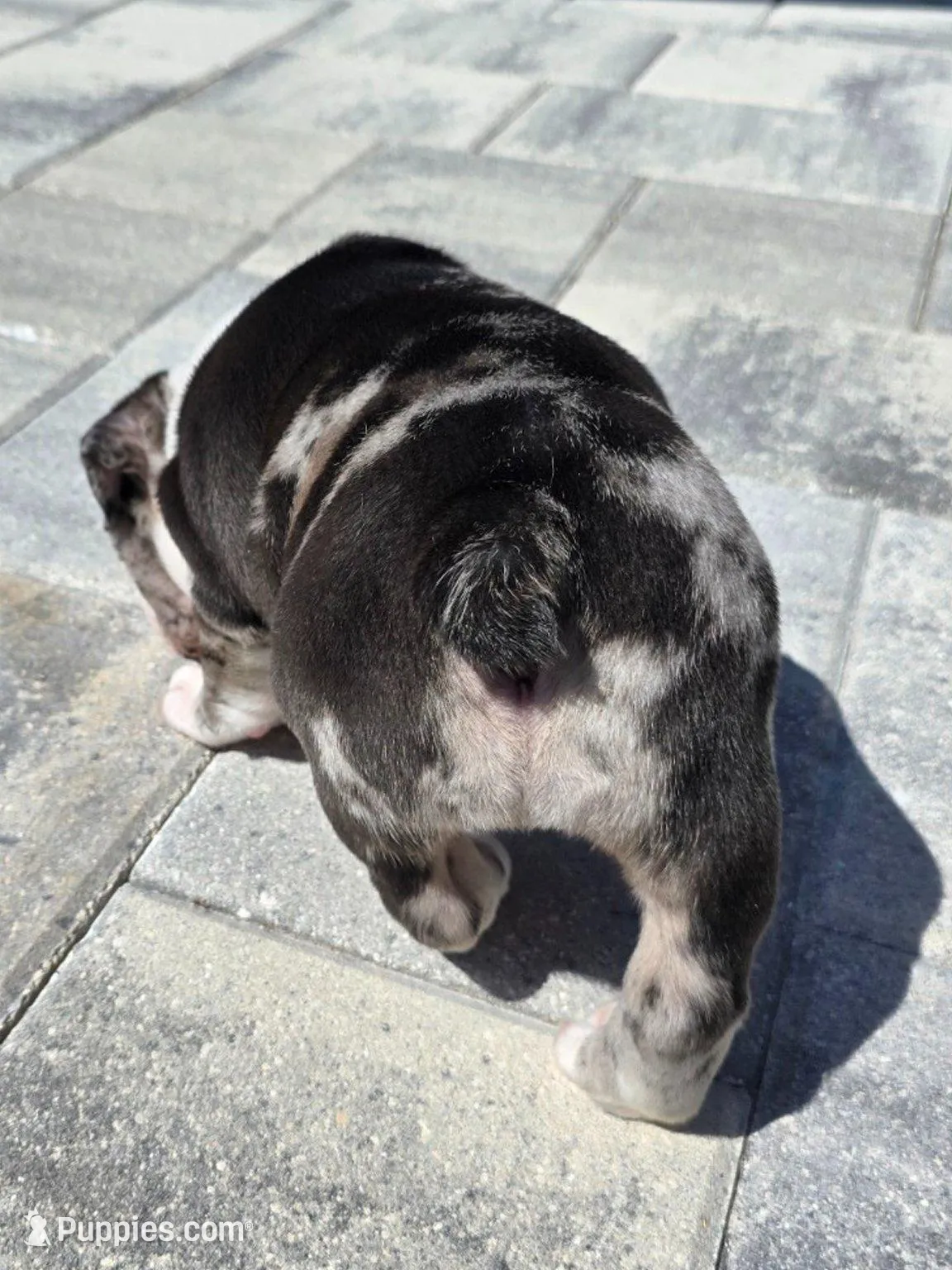 Female Blue Merle (Blue & Green Eyes) 🤍, a female English Bulldog and French Bulldog for sale in Cape Coral, FL – Photo 6 of 10