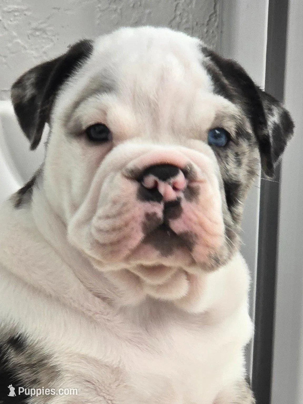 Female Blue Merle (Blue & Green Eyes) 🤍, a female English Bulldog and French Bulldog for sale in Cape Coral, FL – Photo 2 of 10