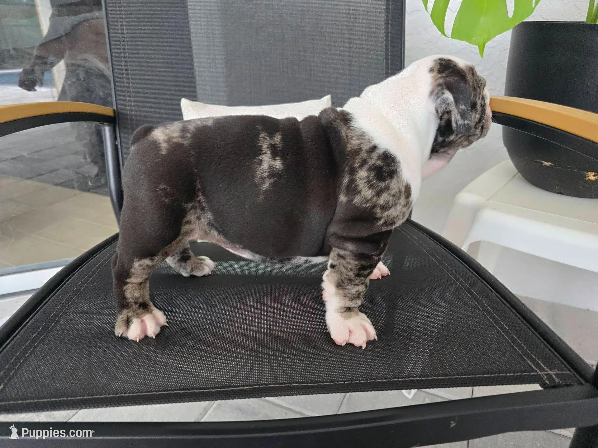 Female Blue Merle (Green Eyes, Compact & Thick Build) — Reserved🤍, a female English Bulldog and French Bulldog for sale in Cape Coral, FL – Photo 3 of 9