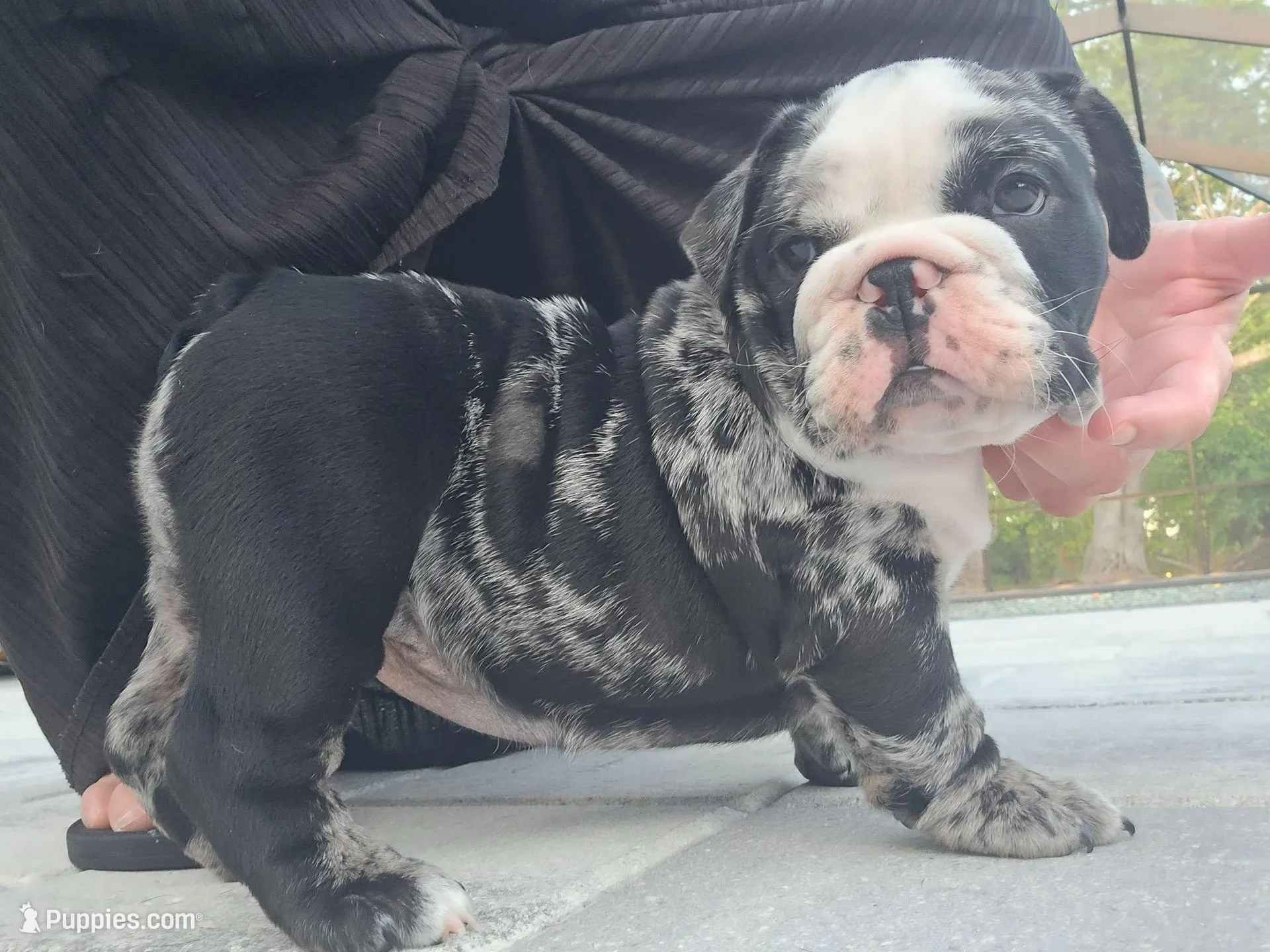 Female Black Merle (Stocky, Compact Build – Beautiful Markings) 🤍, a female English Bulldog and French Bulldog for sale in Cape Coral, FL – Photo 6 of 10