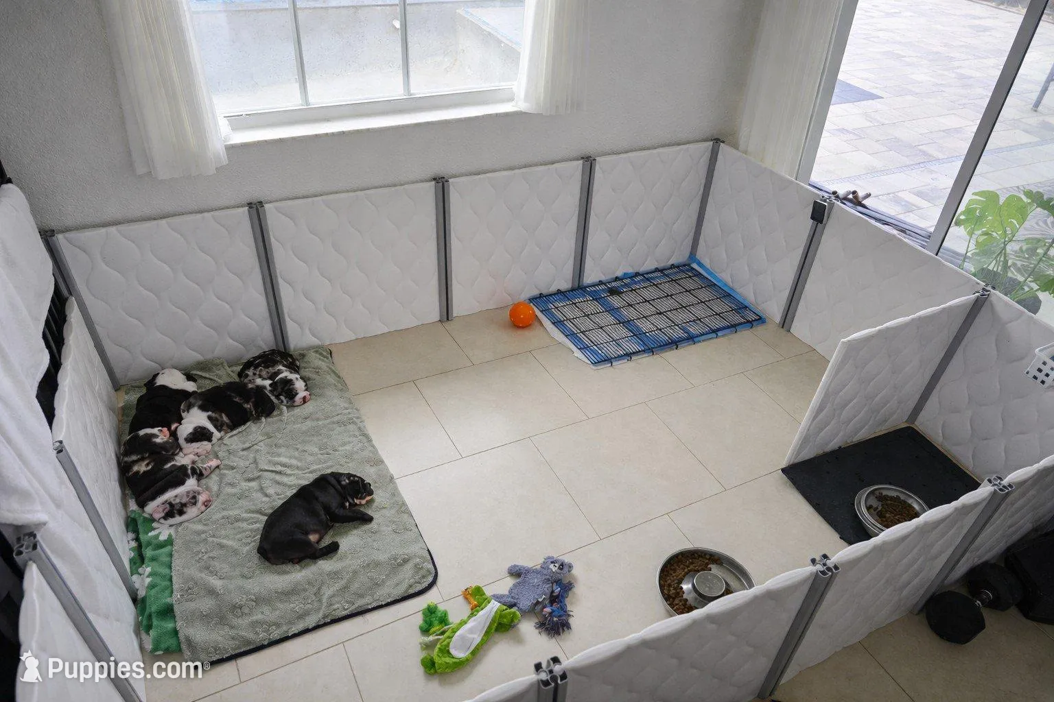 Female Blue Merle (Blue & Green Eyes) 🤍, a female English Bulldog and French Bulldog for sale in Cape Coral, FL – Photo 10 of 10