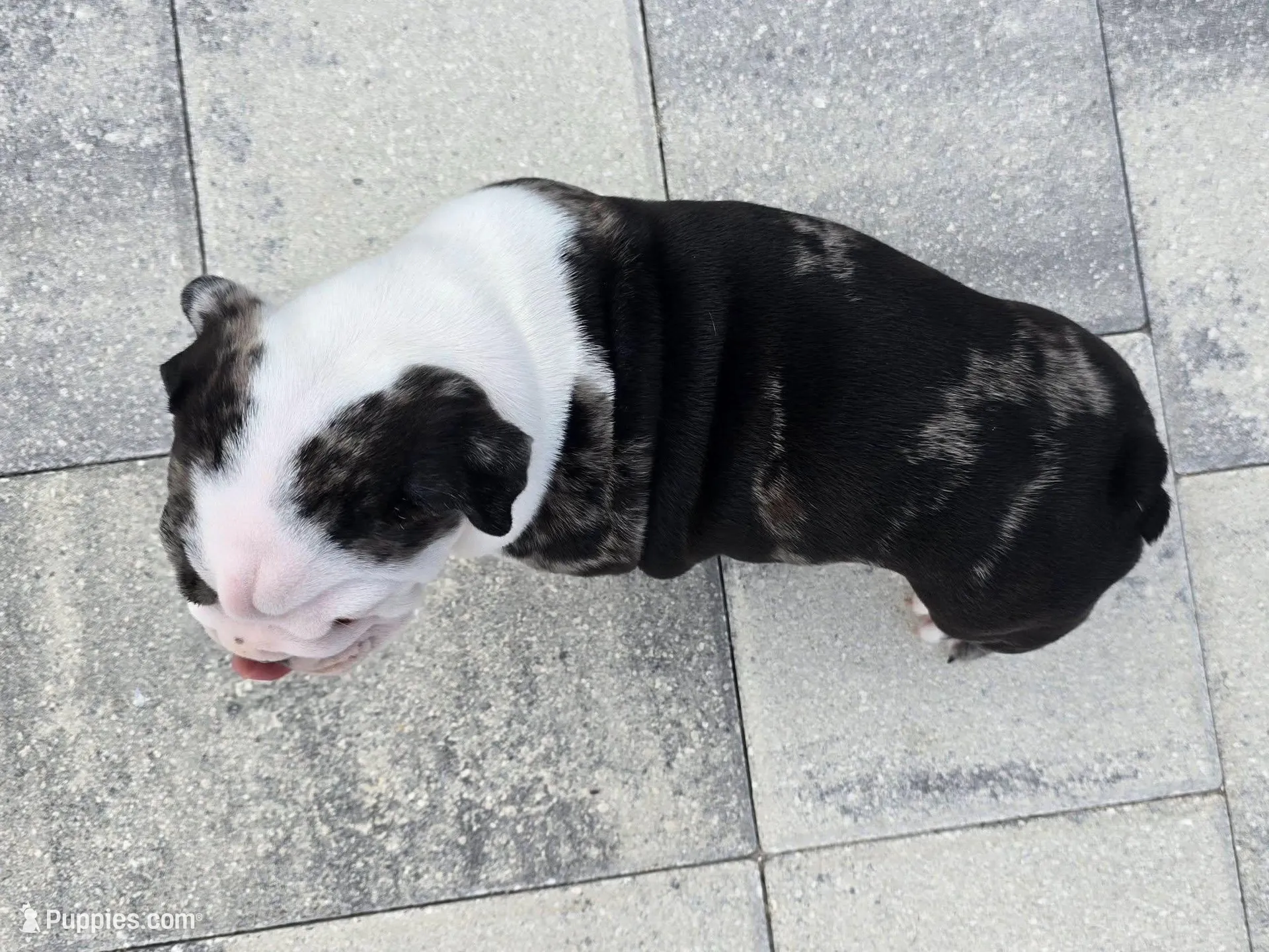 Female Blue Merle (Green Eyes, Compact & Thick Build) — Reserved🤍, a female English Bulldog and French Bulldog for sale in Cape Coral, FL – Photo 5 of 9