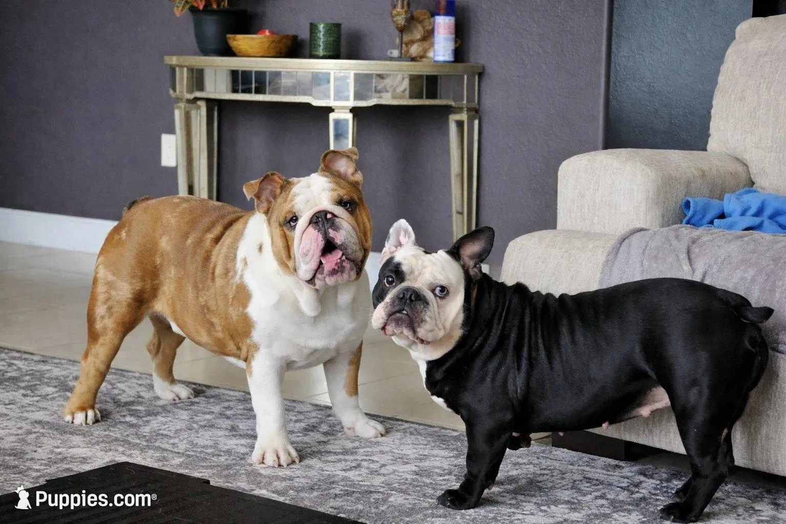Female Black Merle (Stocky, Compact Build – Beautiful Markings) 🤍, a female English Bulldog and French Bulldog for sale in Cape Coral, FL – Photo 9 of 10