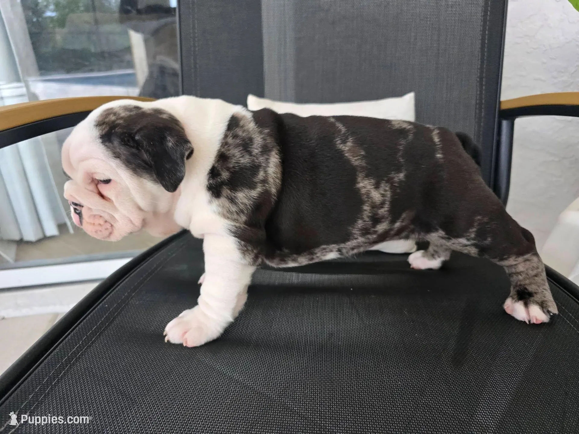 Female Blue Merle (Green Eyes, Compact & Thick Build) — Reserved🤍, a female English Bulldog and French Bulldog for sale in Cape Coral, FL – Photo 4 of 9