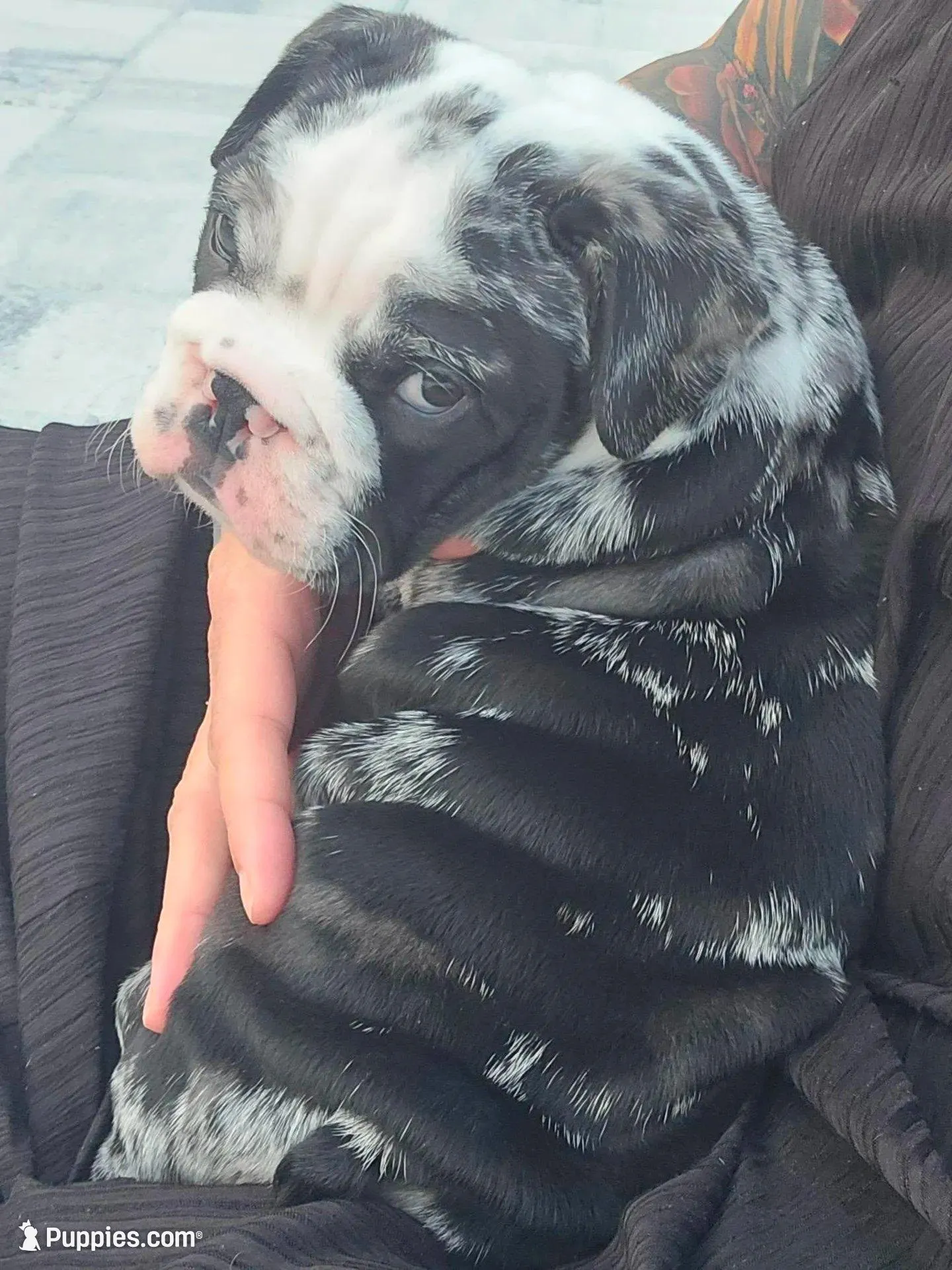 Female Black Merle (Stocky, Compact Build – Beautiful Markings) 🤍, a female English Bulldog and French Bulldog for sale in Cape Coral, FL – Photo 7 of 10