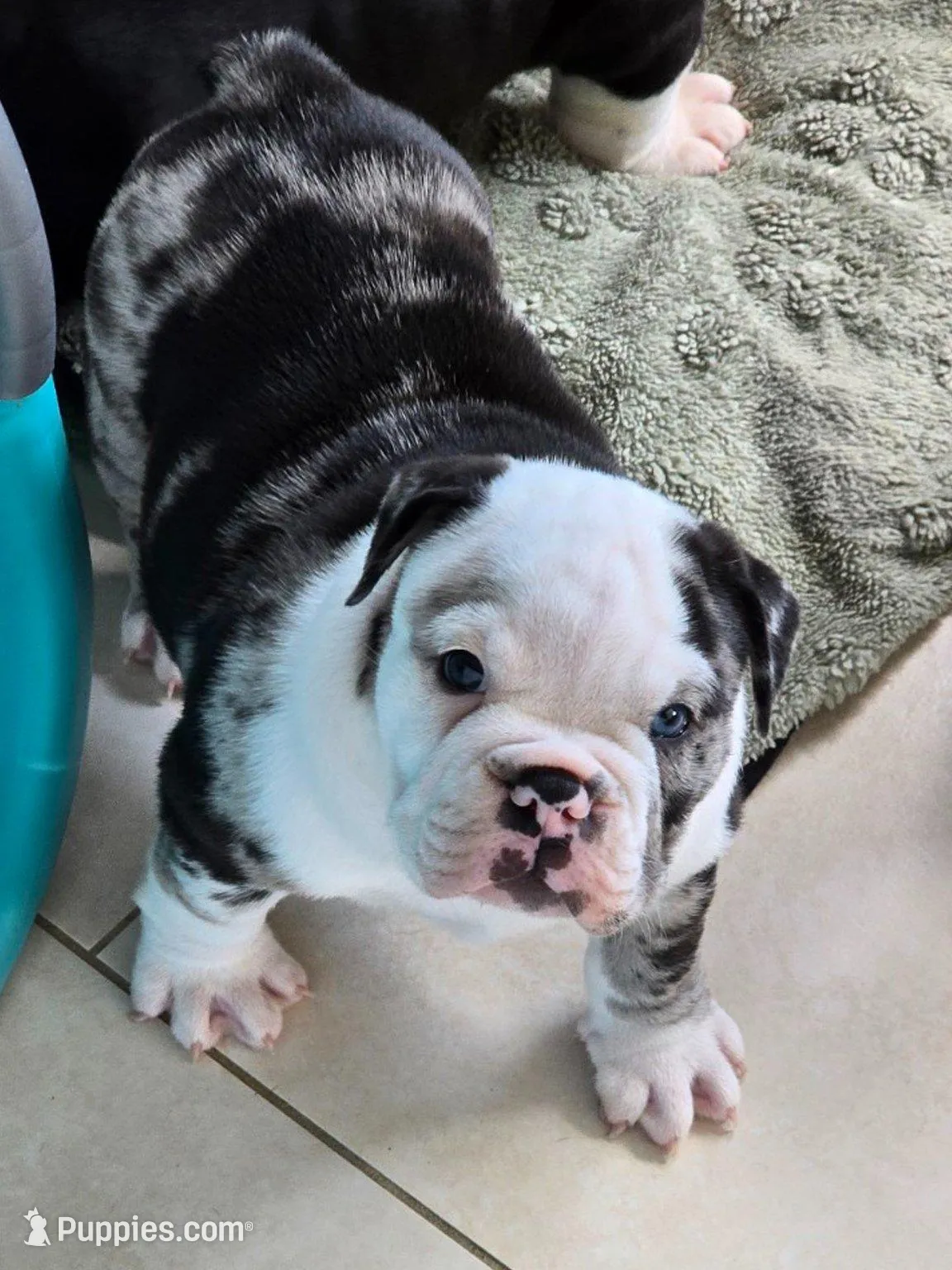 Female Blue Merle (Blue & Green Eyes) 🤍, a female English Bulldog and French Bulldog for sale in Cape Coral, FL – Photo 3 of 10