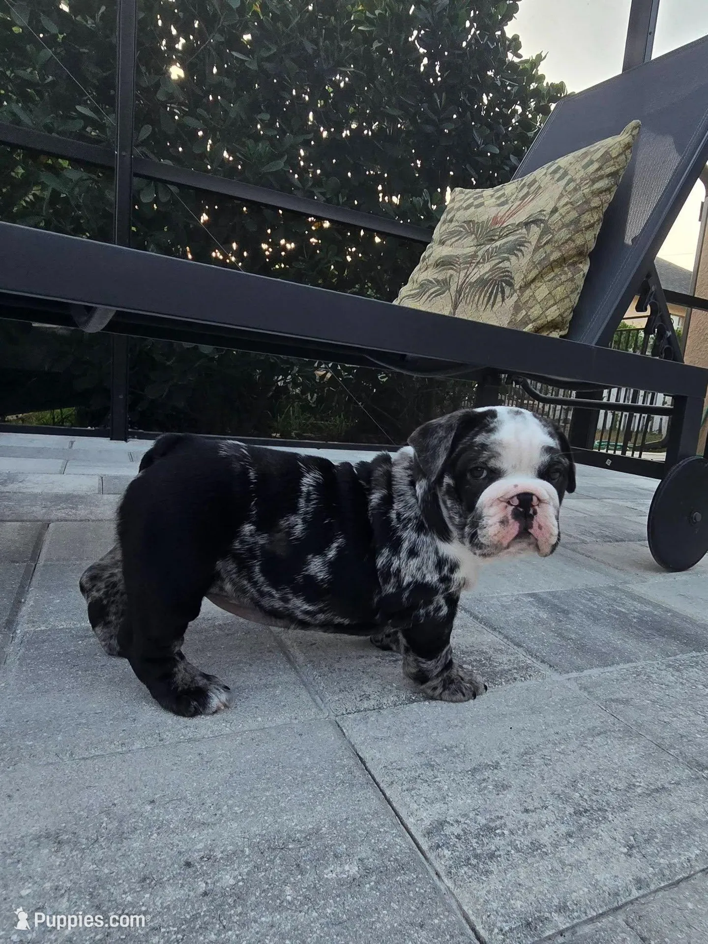 Female Black Merle (Stocky, Compact Build – Beautiful Markings) 🤍, a female English Bulldog and French Bulldog for sale in Cape Coral, FL – Photo 5 of 10