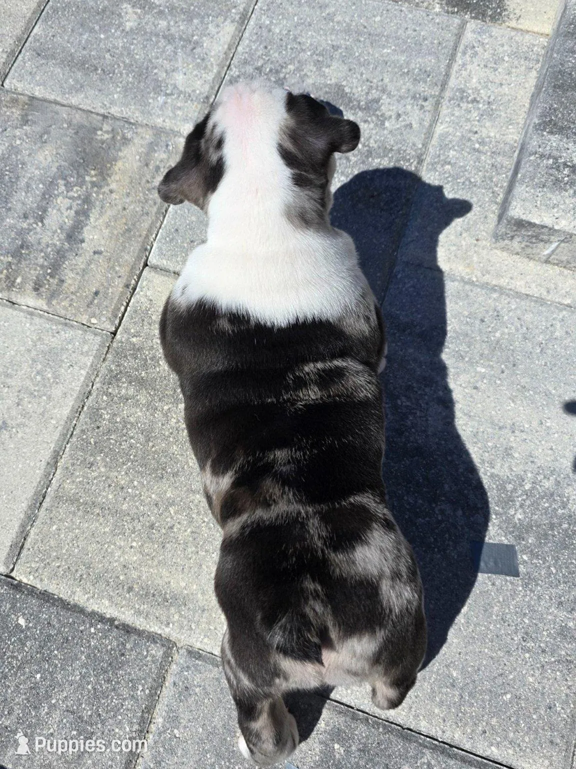 Female Blue Merle (Blue & Green Eyes) 🤍, a female English Bulldog and French Bulldog for sale in Cape Coral, FL – Photo 5 of 10