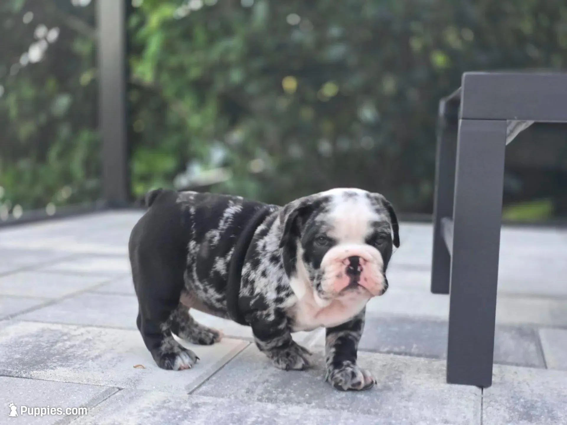 Female Black Merle (Stocky, Compact Build – Beautiful Markings) 🤍, a female English Bulldog and French Bulldog for sale in Cape Coral, FL – Photo 2 of 10