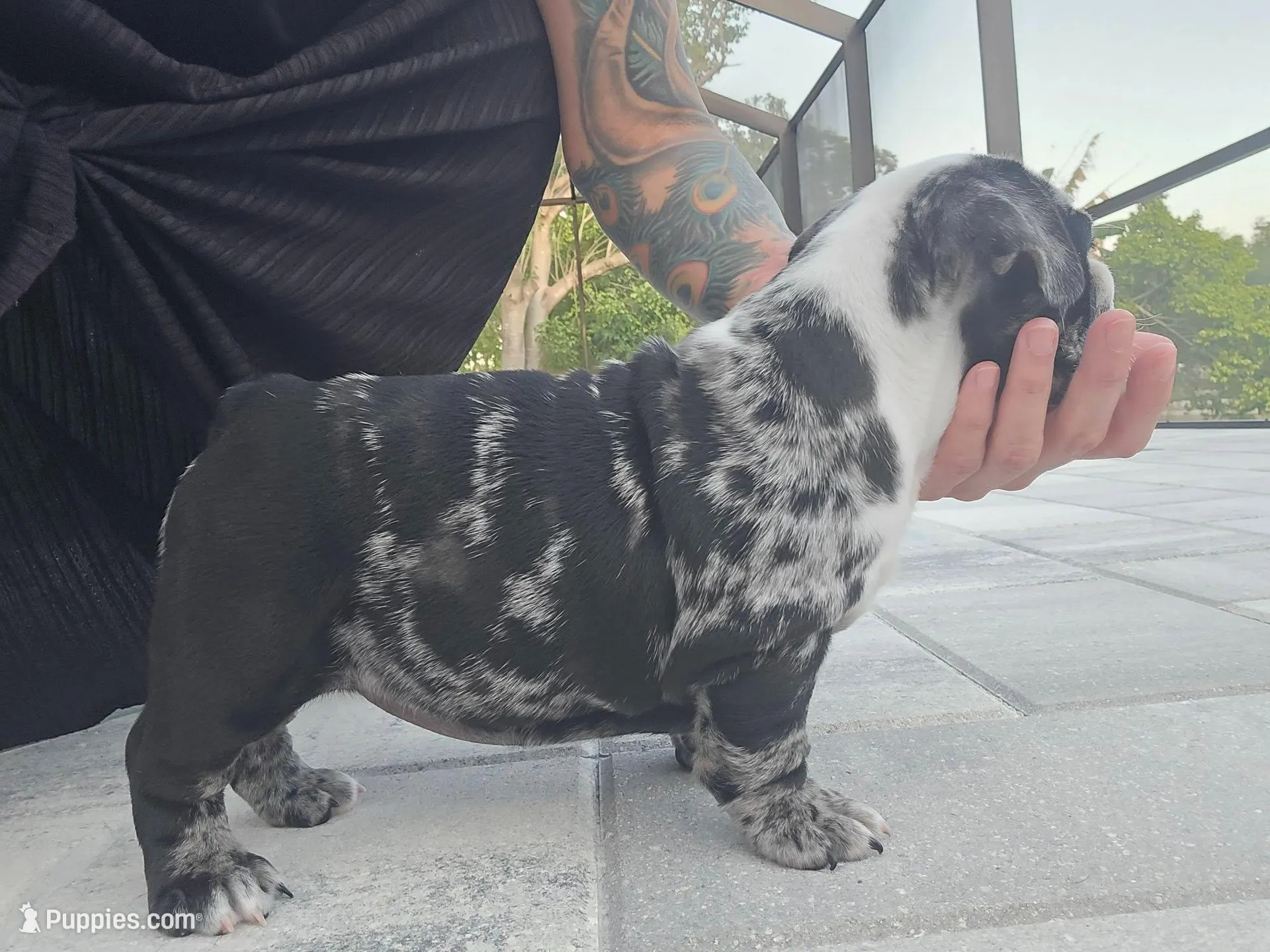 Female Black Merle (Stocky, Compact Build – Beautiful Markings) 🤍, a female English Bulldog and French Bulldog for sale in Cape Coral, FL – Photo 8 of 10