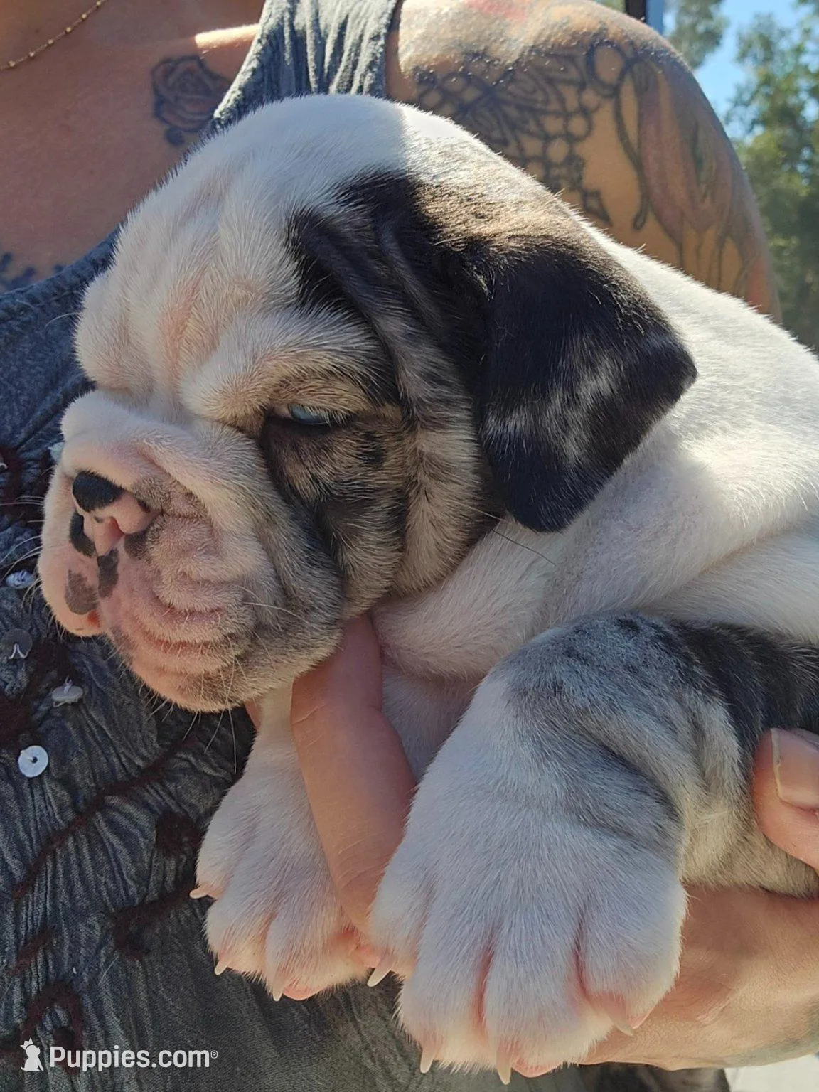 Female Blue Merle (Blue & Green Eyes) 🤍, a female English Bulldog and French Bulldog for sale in Cape Coral, FL – Photo 8 of 10