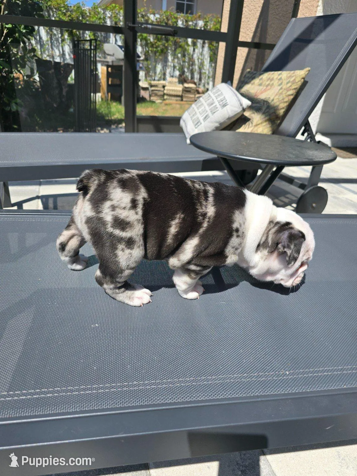 Female Blue Merle (Blue & Green Eyes) 🤍, a female English Bulldog and French Bulldog for sale in Cape Coral, FL – Photo 7 of 10