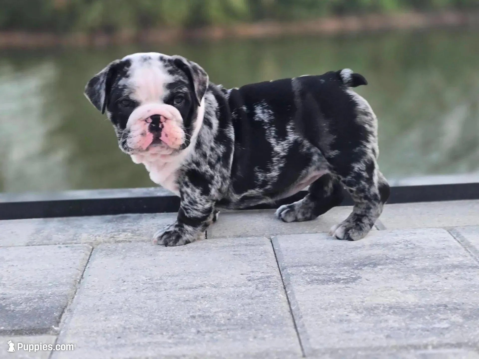 Female Black Merle (Stocky, Compact Build – Beautiful Markings) 🤍 – English Bulldog, French Bulldog puppy for sale in Cape Coral, FL