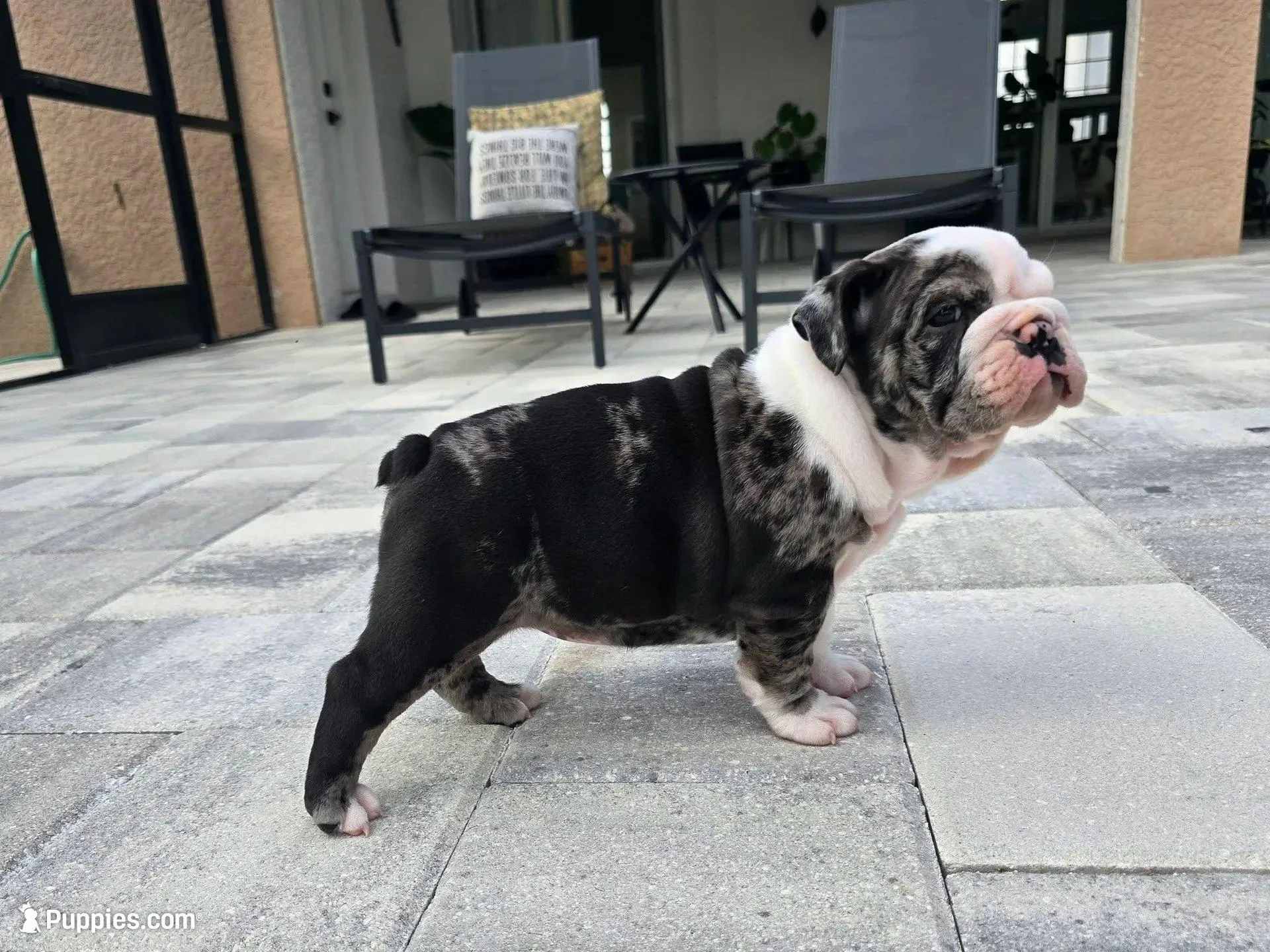 Female Blue Merle (Green Eyes, Compact & Thick Build) — Reserved🤍, a female English Bulldog and French Bulldog for sale in Cape Coral, FL – Photo 7 of 9